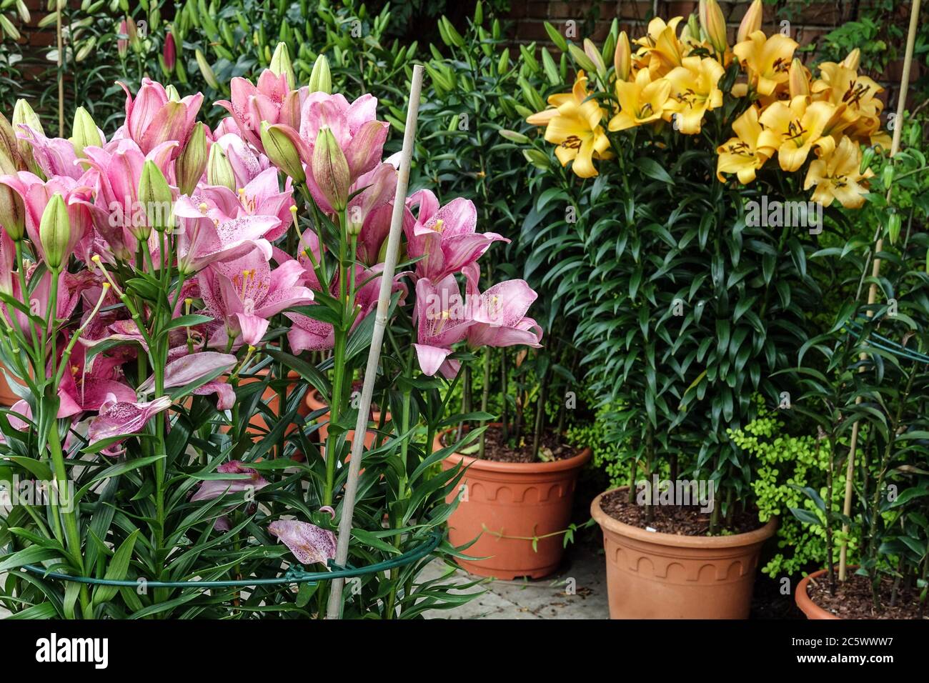 Asiatic lilies in pots Stock Photo