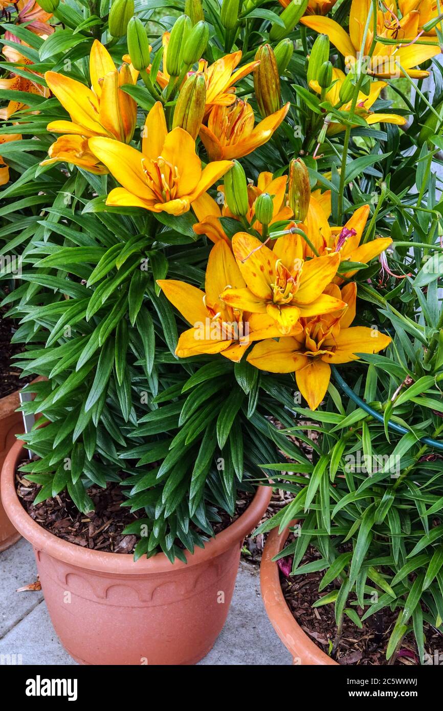 Oriental lilies in pots hires stock photography and images Alamy