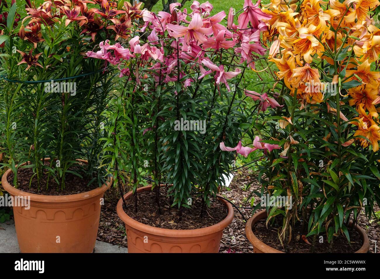 Lilies in pots hires stock photography and images Alamy