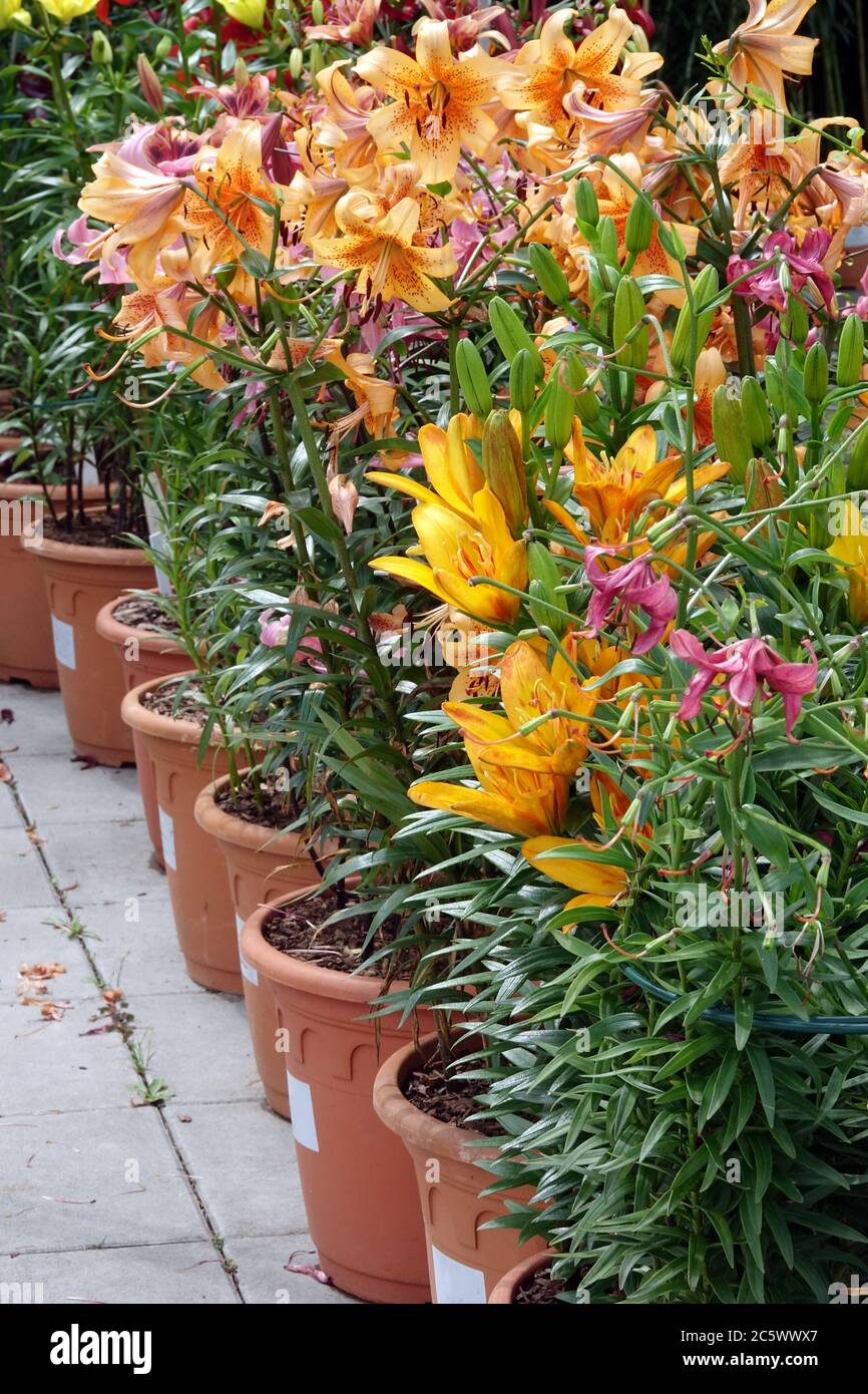 Asiatic lilies in flower pots garden Stock Photo