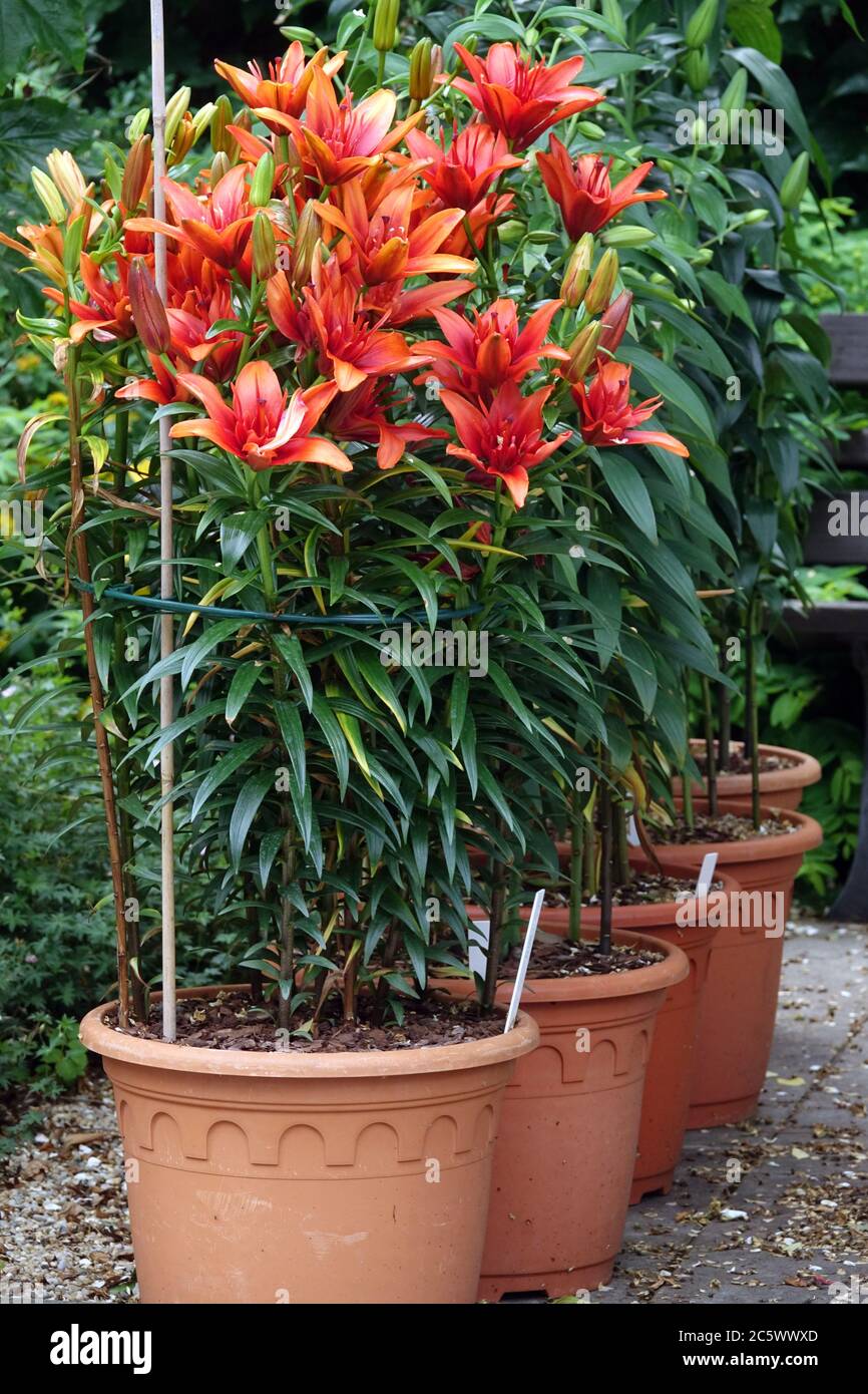 Asiatic red oriental lilies in pots garden, lilies in a container Stock  Photo - Alamy