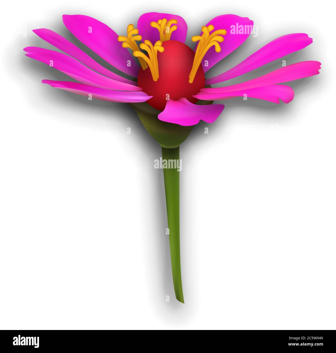 a magenta zinnia flower in detailed realistic vector art Stock Vector