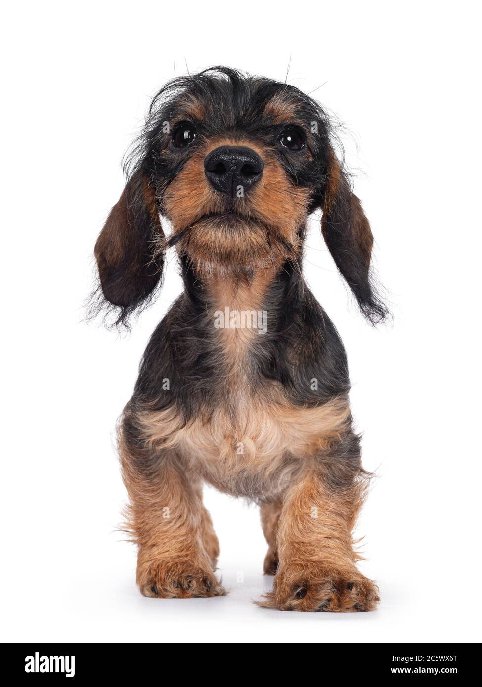 Cute boar mini Wirehair Kanninchen Dachshund pup walking towards camera and looking straight forward. Isolated on white background Stock Photo Alamy