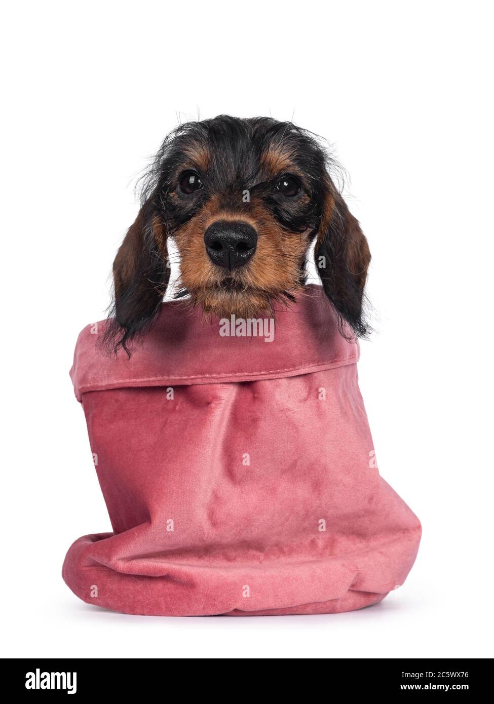 Wire Haired Dachshund Umbrella - Pink Wire Haired Dachshund Umbrella - Pink