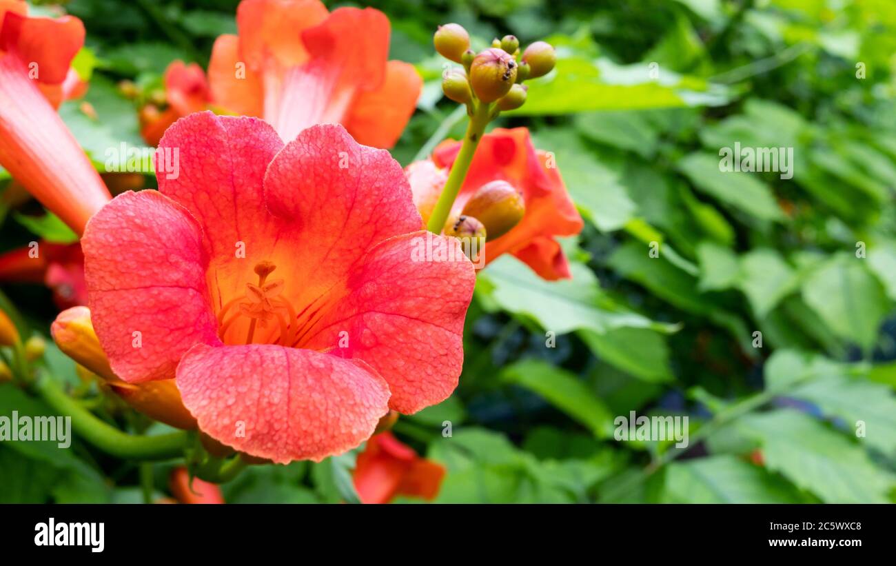 Flower head of tropical flower campsis radicans, cow itch vine, hummingbird vine, trumpet creeper red color growing on bush on garden or backyard. Sel Stock Photo