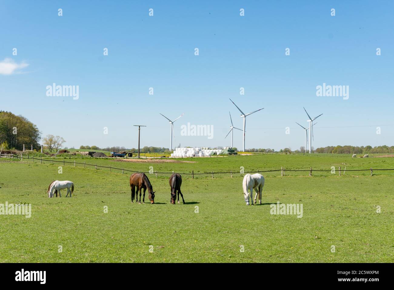 Pferde auf einer Weide mit Windkraftanlagen Stock Photo