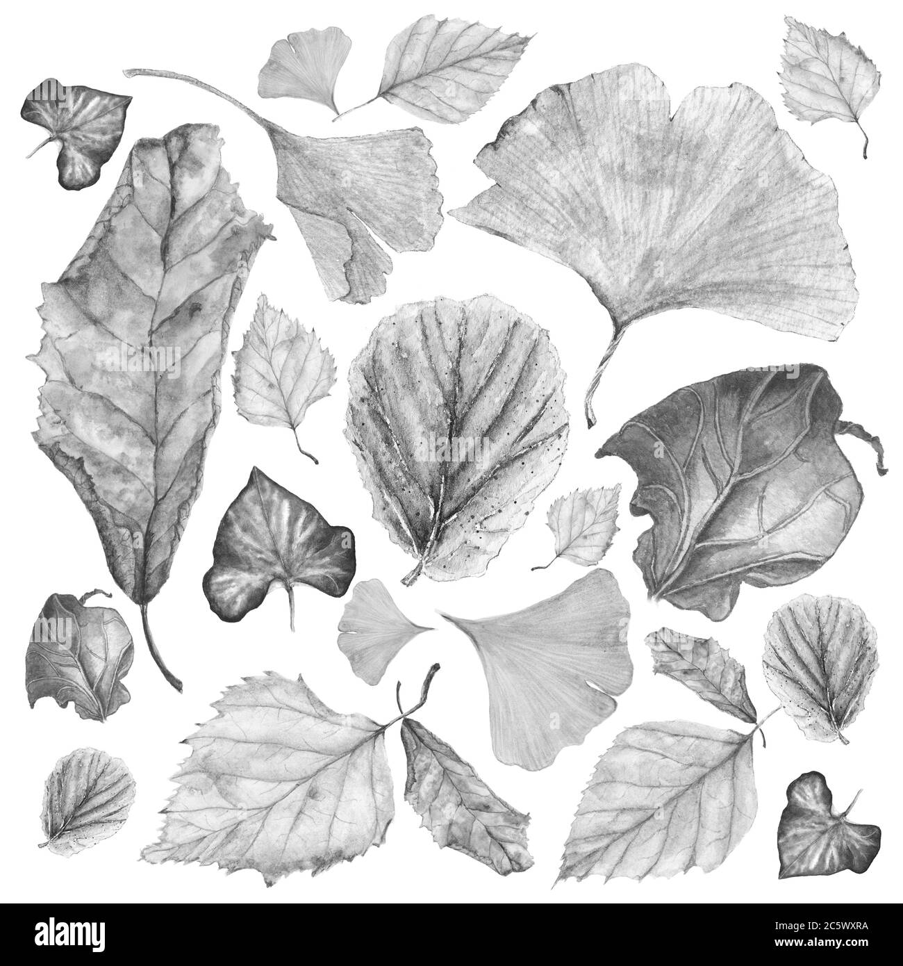Black and white set of autumn leaves. Ginkgo, birch, ivy, begonia physalis and other Stock Photo