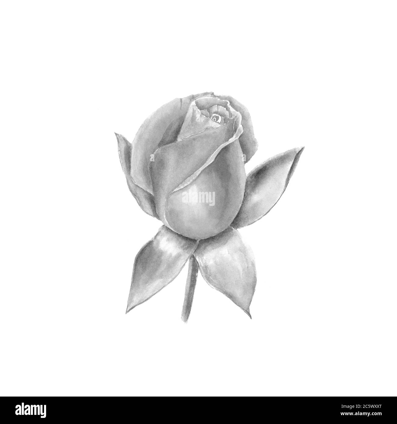 Open rose bud. Hand-drawn black and white botanical illustration. Realistic  isolated object on a white background for your design Stock Photo - Alamy