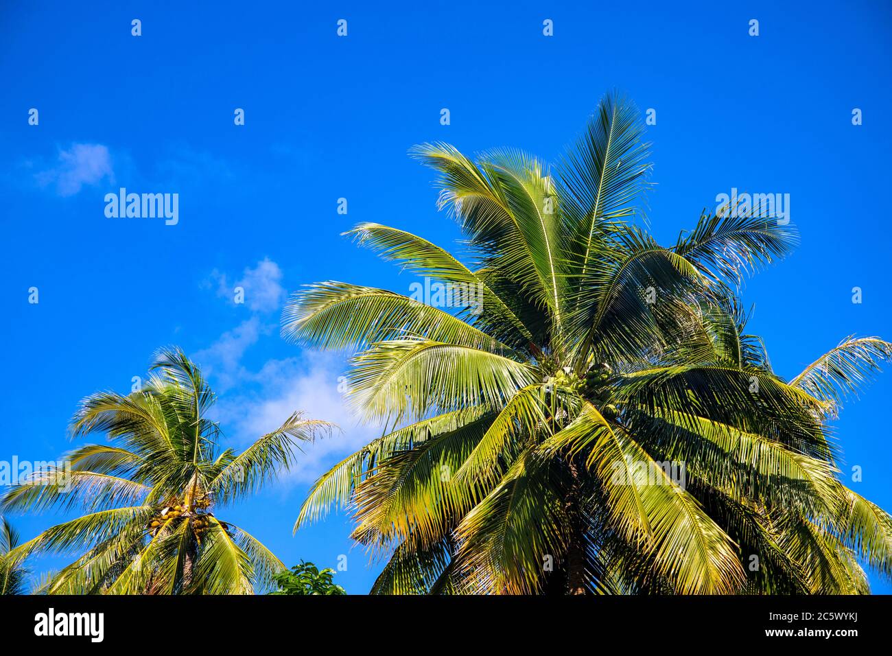 Green palm trees on sunny blue sky background. Tropical island nature ...