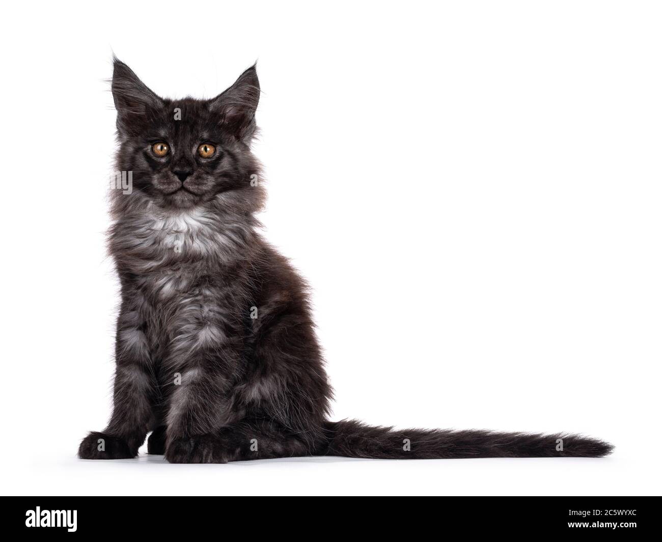 Majestic black smoke Maine Coon cat kitten, sitting up side ways