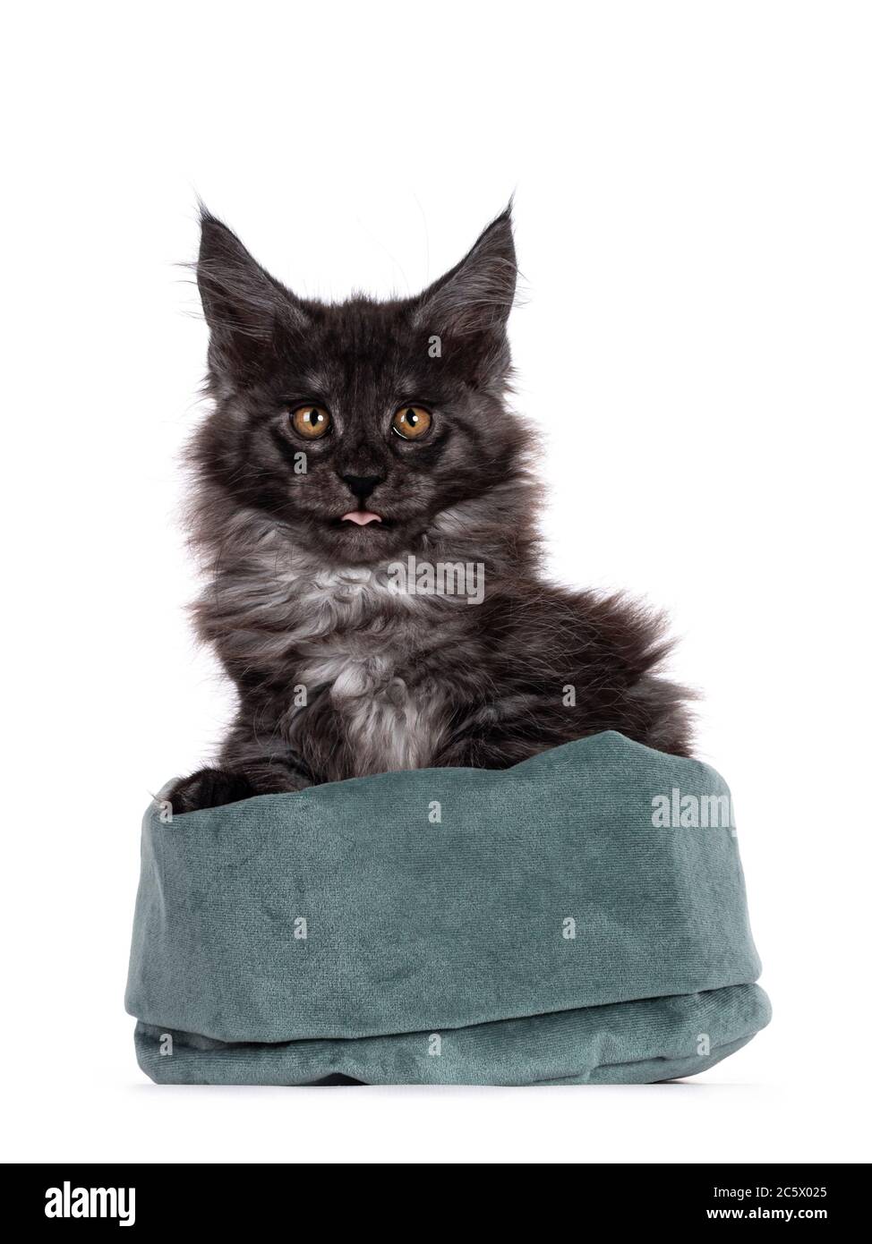 Majestic black smoke Maine Coon cat kitten, sitting in green velvet bag