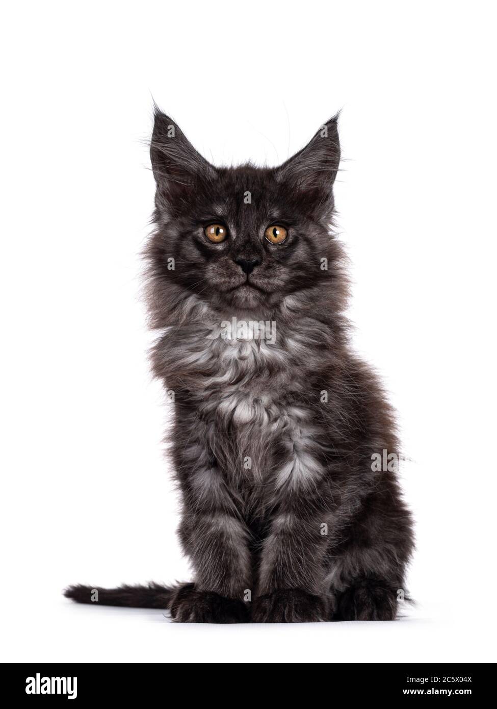Majestic black smoke Maine Coon cat kitten, sitting up facing front