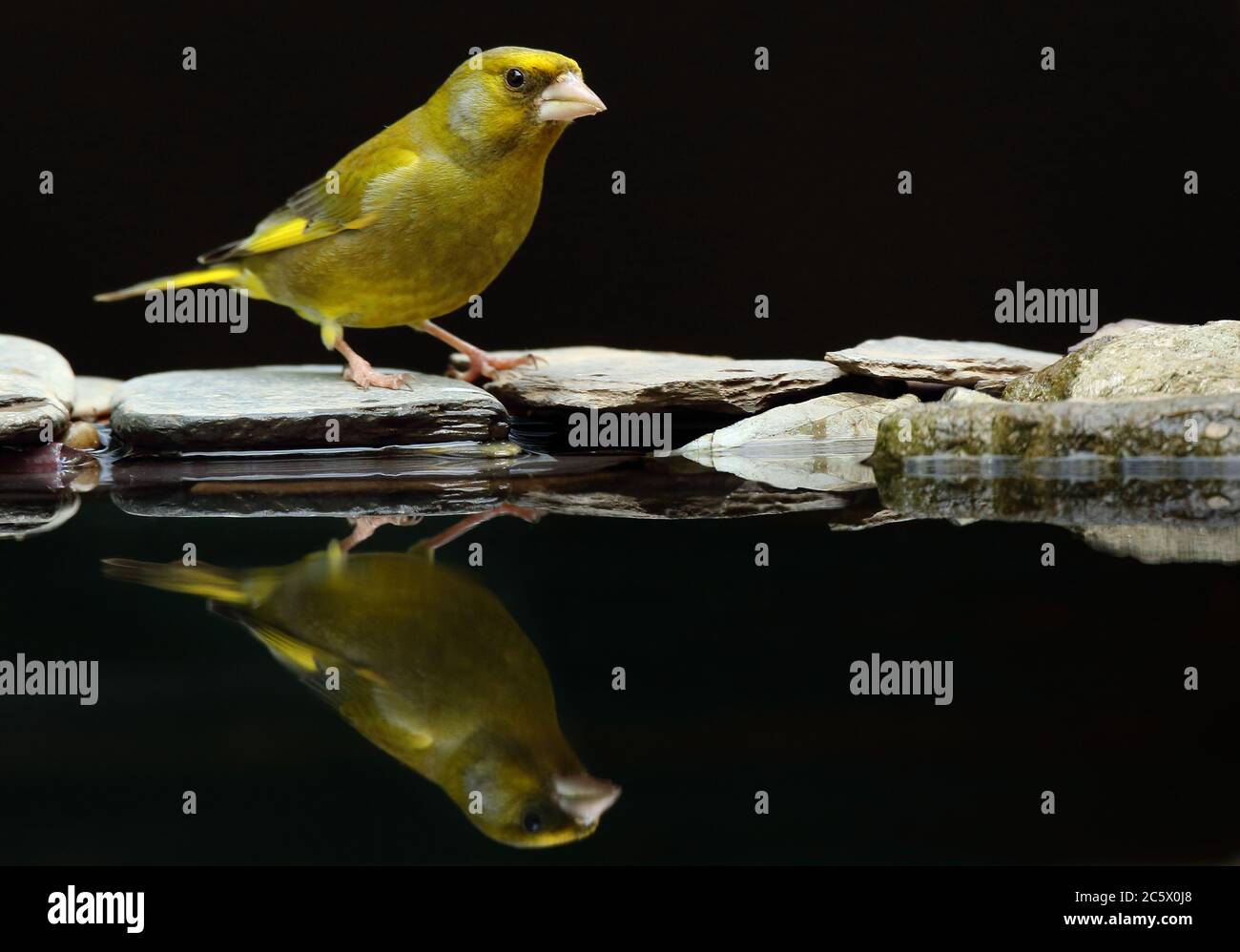 European Greenfinch (Chloris Chloris), adult male reflection at drinking pool. Derbyshire, UK 2020 Stock Photo