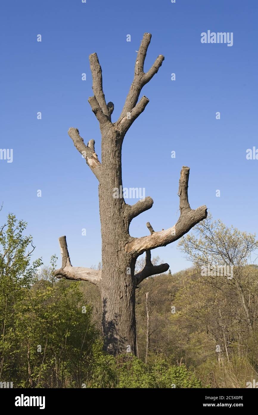 Dead standing hires stock photography and images Alamy