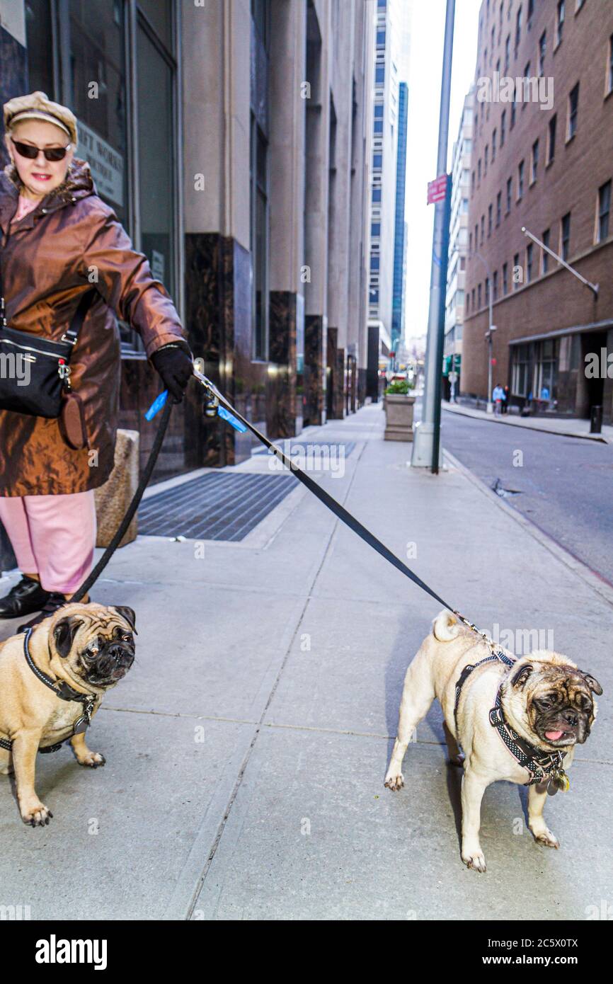 Nyc pet hires stock photography and images Alamy