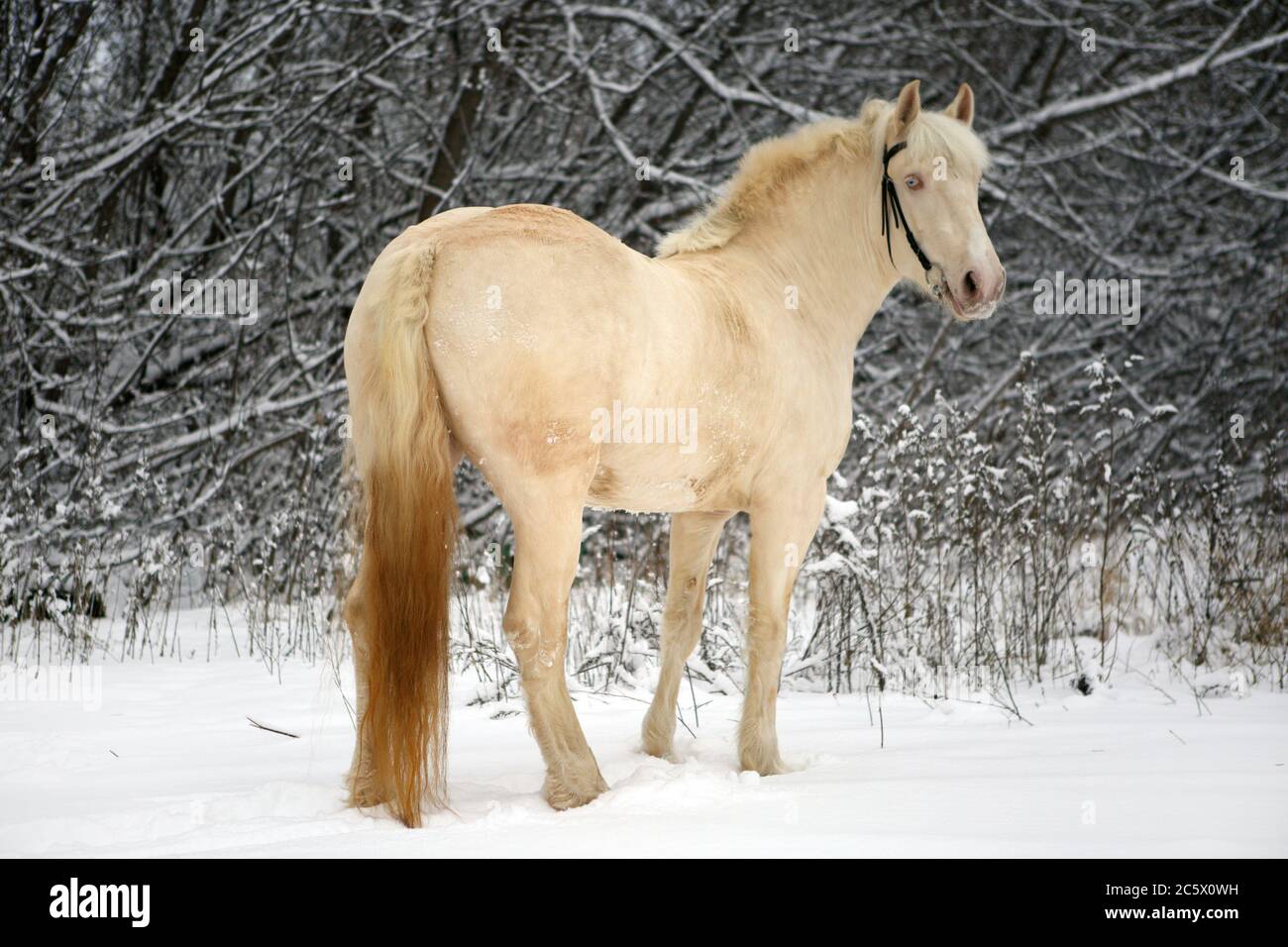Heavy draft orse on winter snow woods. Equine, beautiful. Stock Photo