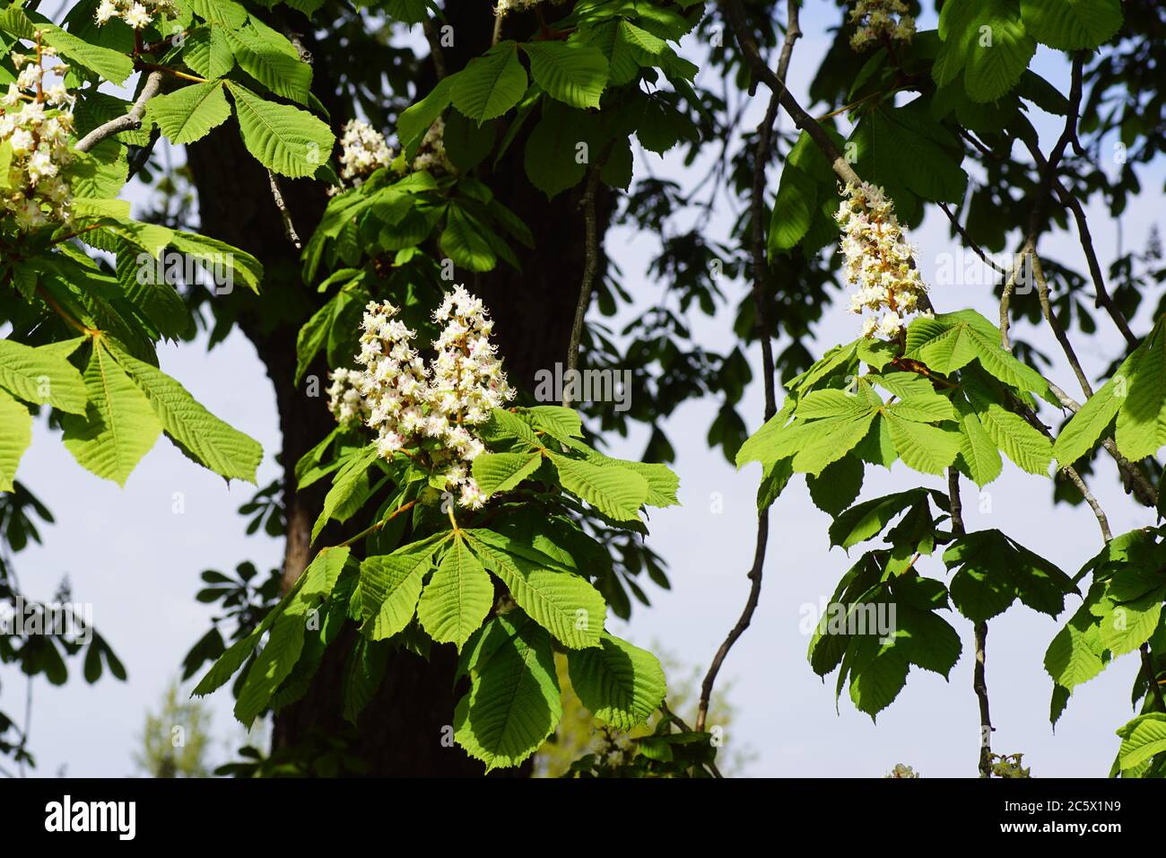 Flowering horse-chestnut or conker tree (Aesculus hippocastanum ...
