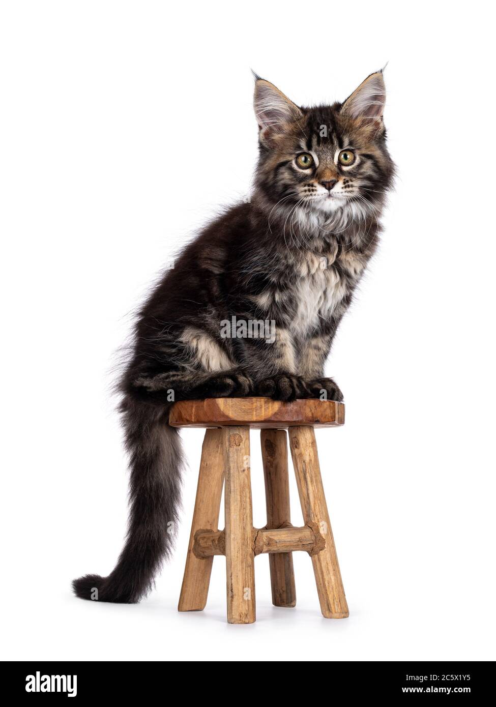 Cute classic black tabby Maine Coon cat kitten, sitting side ways on