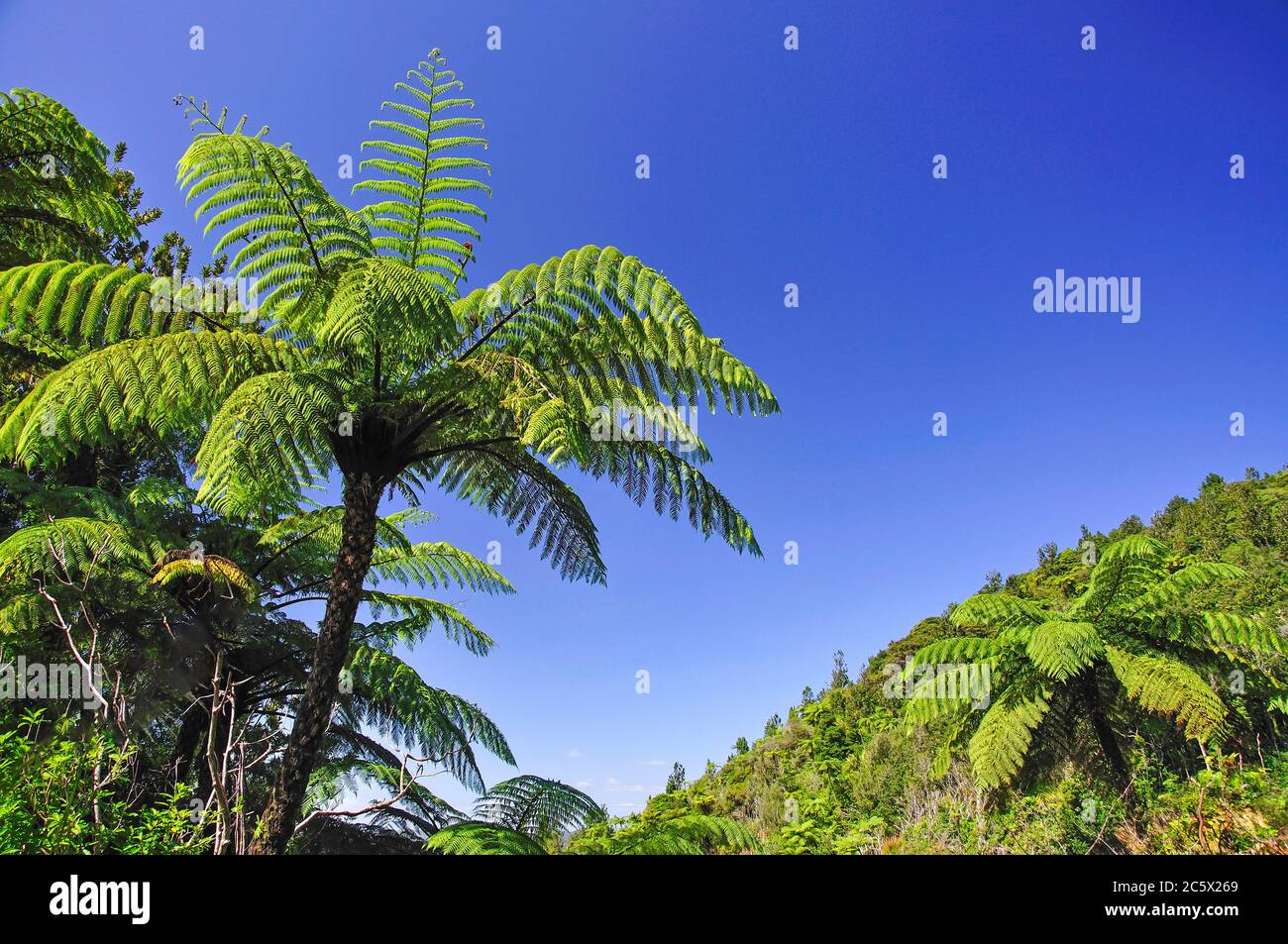 Native bush near Coromandel Town, Coromandel Peninsula, Waikato Region, North Island, New Zealand Stock Photo