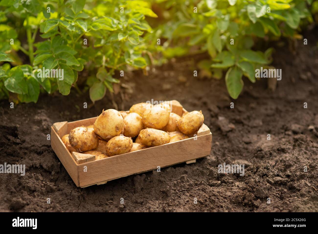 Download Potato Crate High Resolution Stock Photography And Images Alamy PSD Mockup Templates