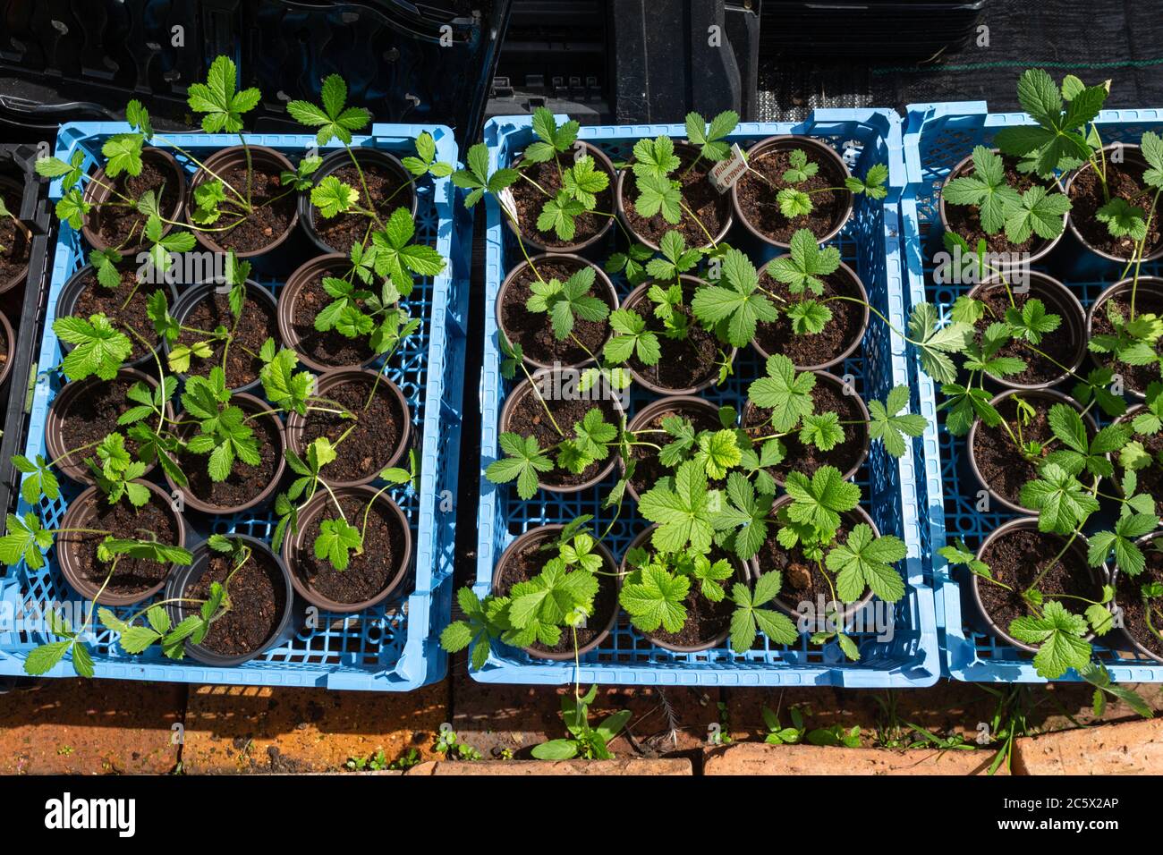 Strawberry fruit cuttings growing in small pots Stock Photo Alamy