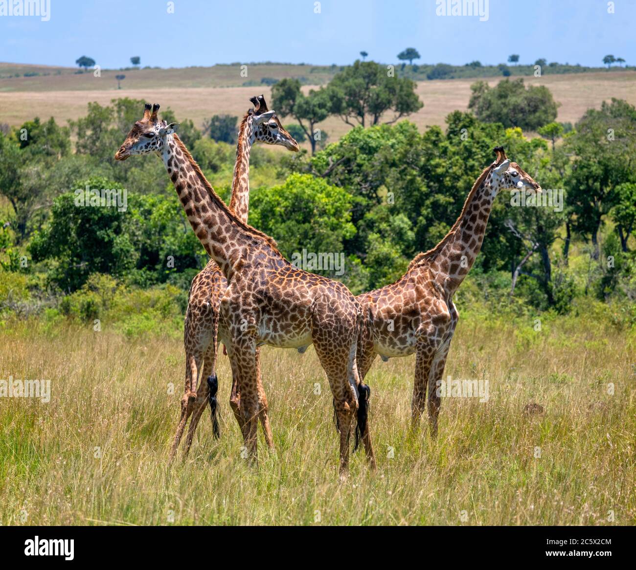 Masai giraffe (Giraffa camelopardalis tippelskirchii). Group of Masai giraffes in Masai Mara National Reserve, Kenya, Africa Stock Photo