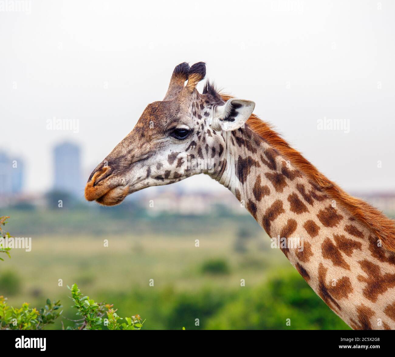 Masai giraffe (Giraffa camelopardalis tippelskirchii) with the city skyline behind, Nairobi National Park, Kenya, East Africa Stock Photo