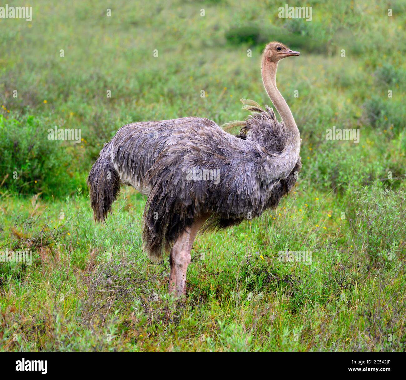 Common Ostrich (Struthio camelus). Female ostrich in Nairobi National Park, Kenya, East Africa Stock Photo