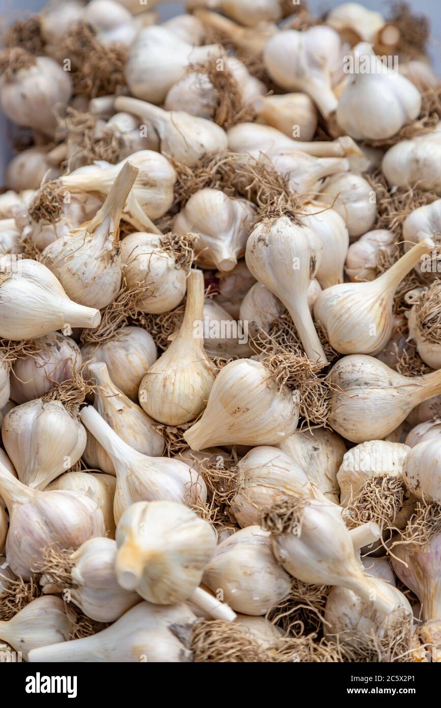 A pile of whole garlic bulbs for sale on a market stall Stock Photo Alamy