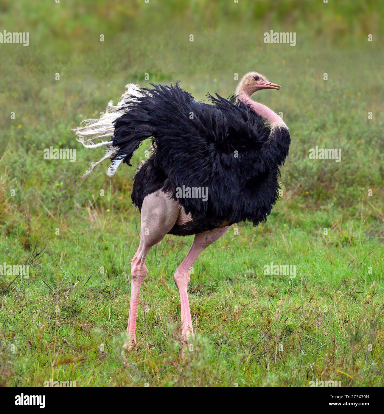 Common Ostrich (Struthio camelus). Male ostrich performing a courtship dance, Nairobi National Park, Kenya, East Africa Stock Photo