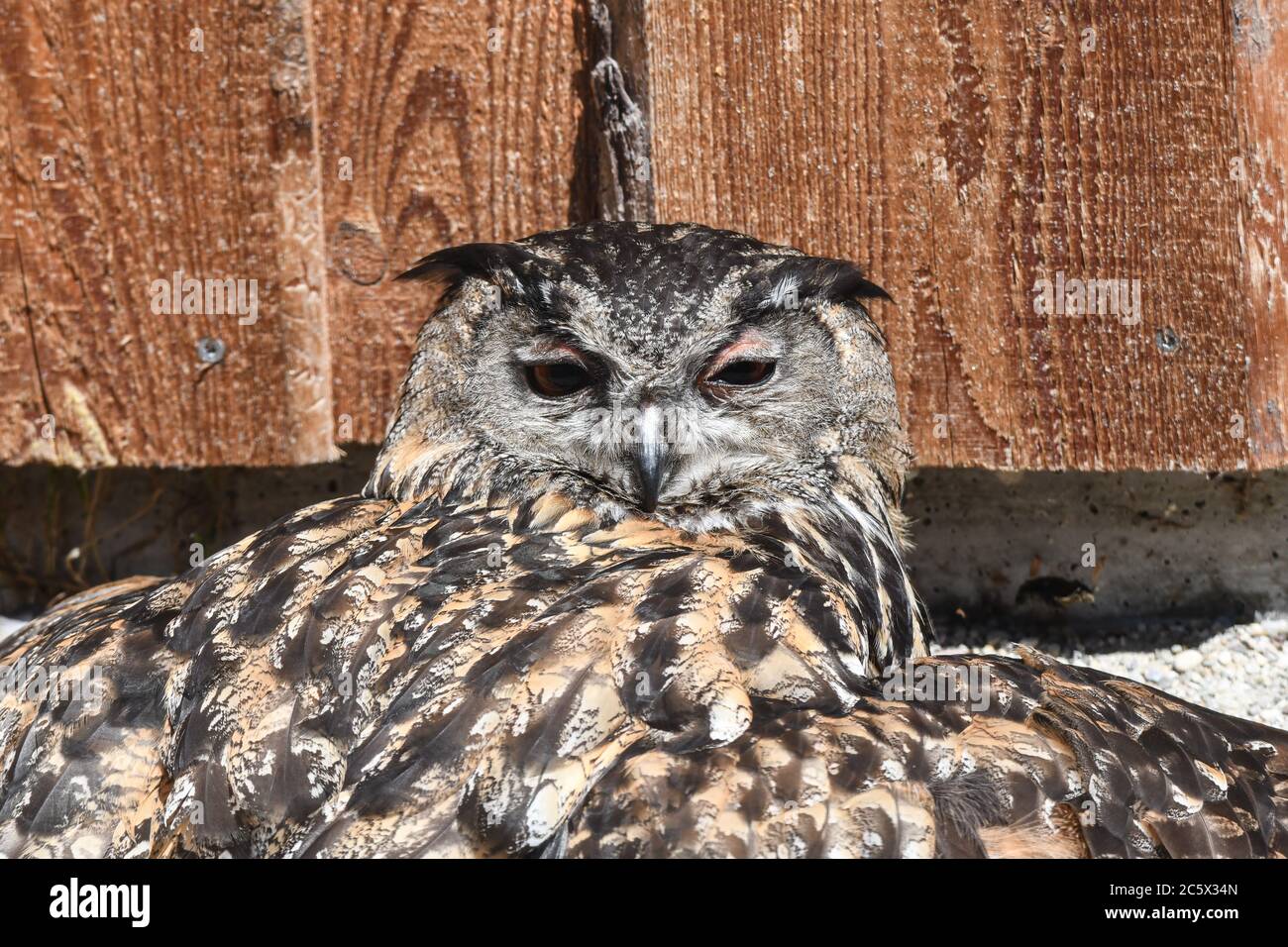 giant owl uhu Stock Photo