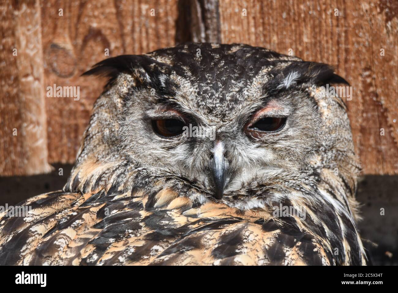 giant owl uhu Stock Photo