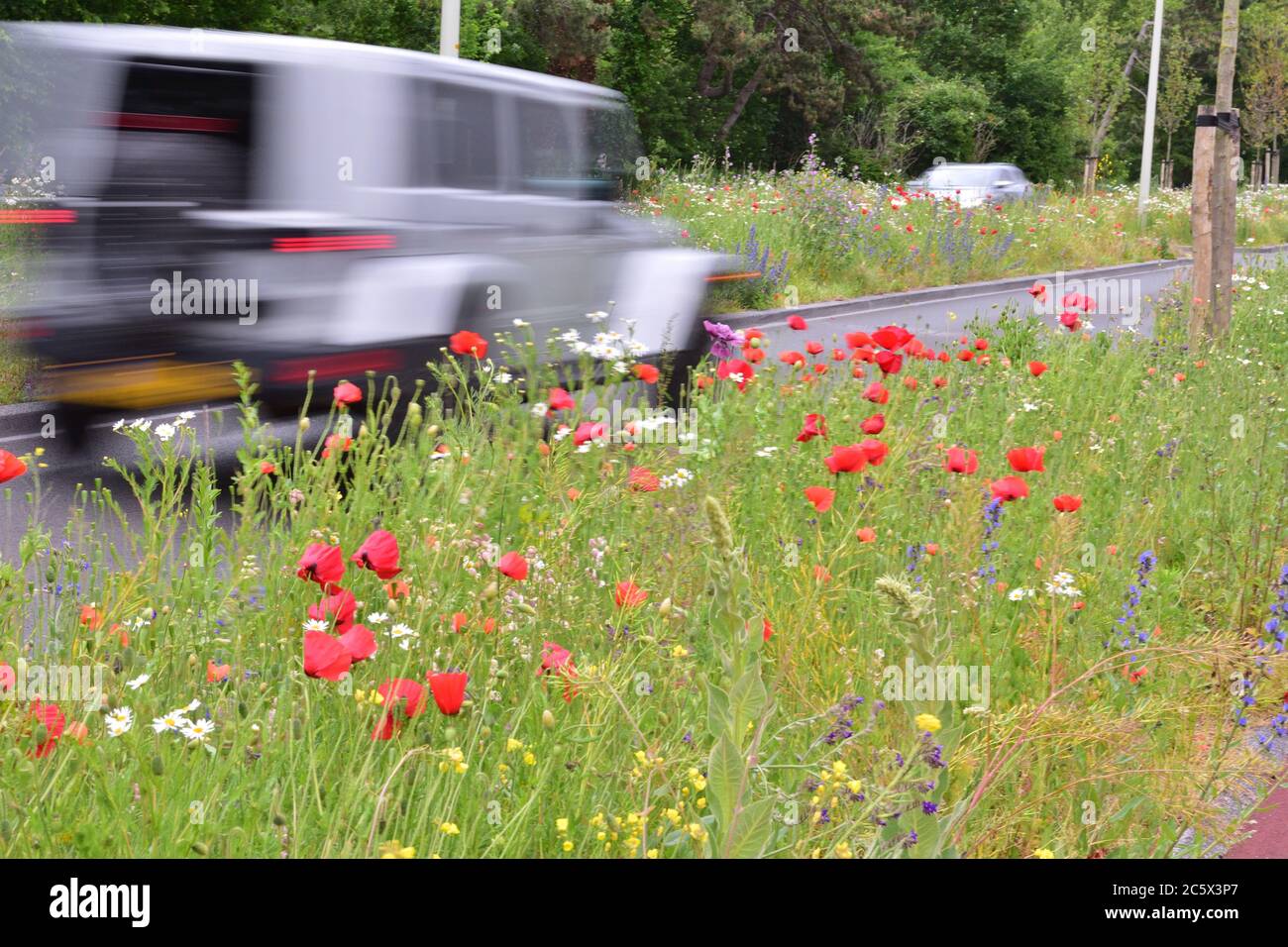 Flowers on the edge of the road, in the background the silhouette of the car blurred by motion. Summer. Stock Photo