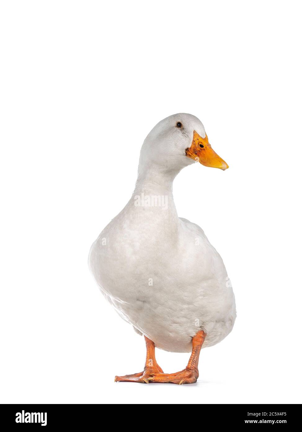 Healthy white adult Peking duck, standing facing front. Looking towards