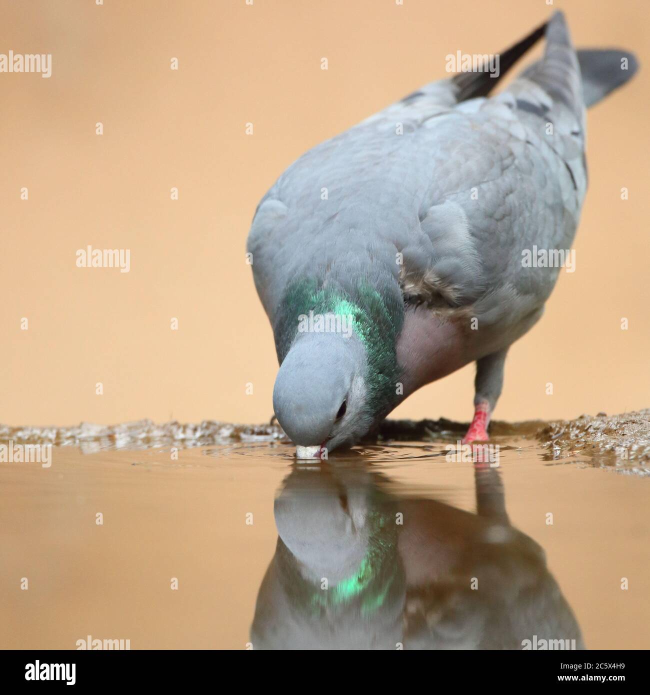 Stock Dove (Columba oenas), reflection while drinking from muddy pool. Derbyshire, UK 2020 Stock Photo