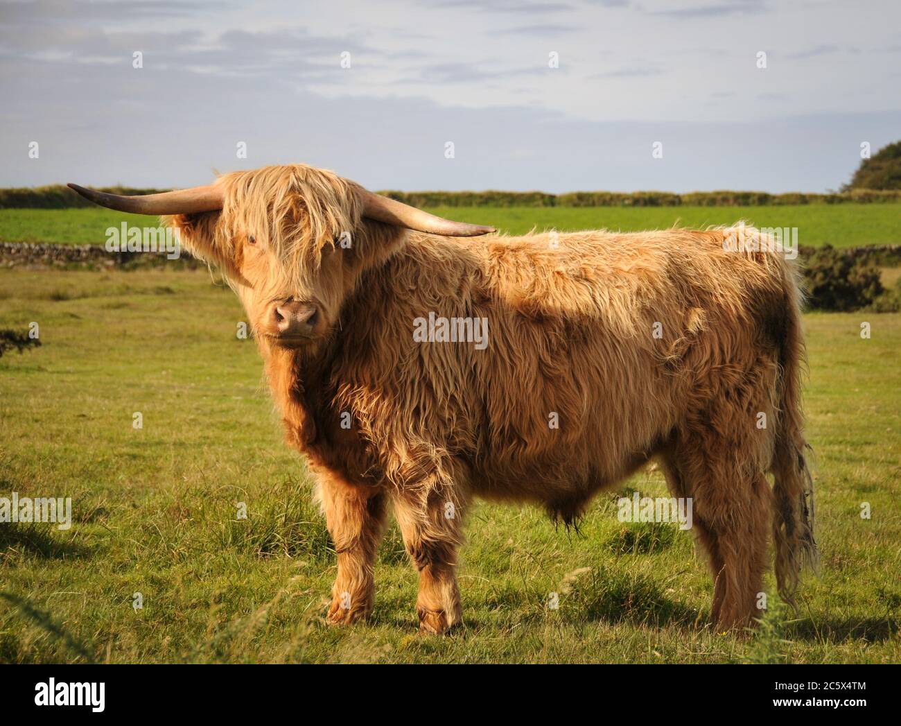 Highland cow grazing the moor on Exmoor south west England Stock Photo
