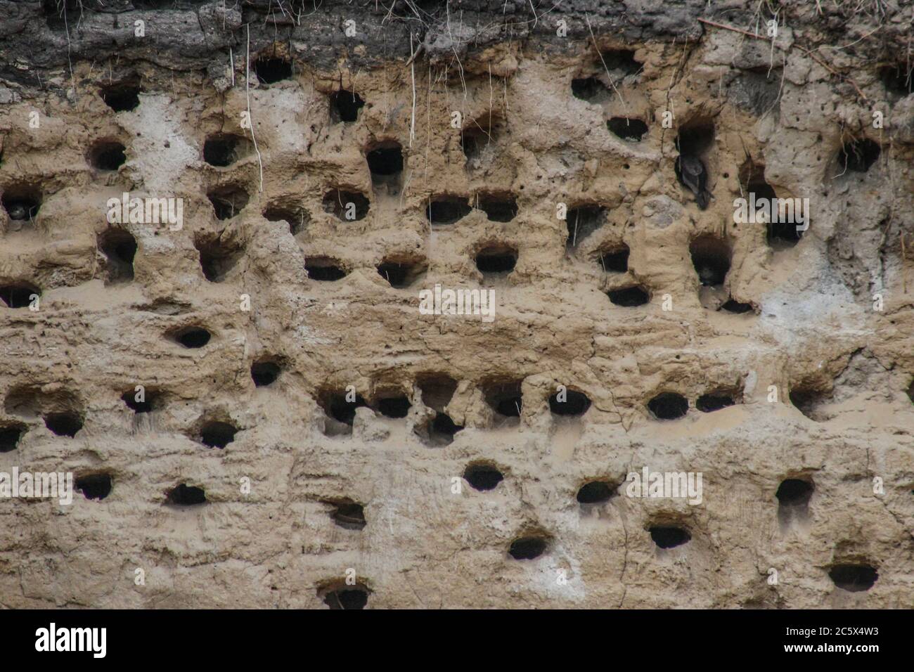 Openings of swifts nests in the limestone cliff wall Stock Photo
