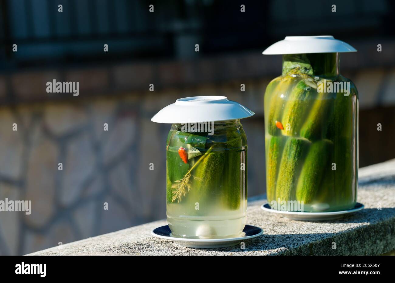 Pickled cucumber ripens in a mason jar in the sun. Stock Photo