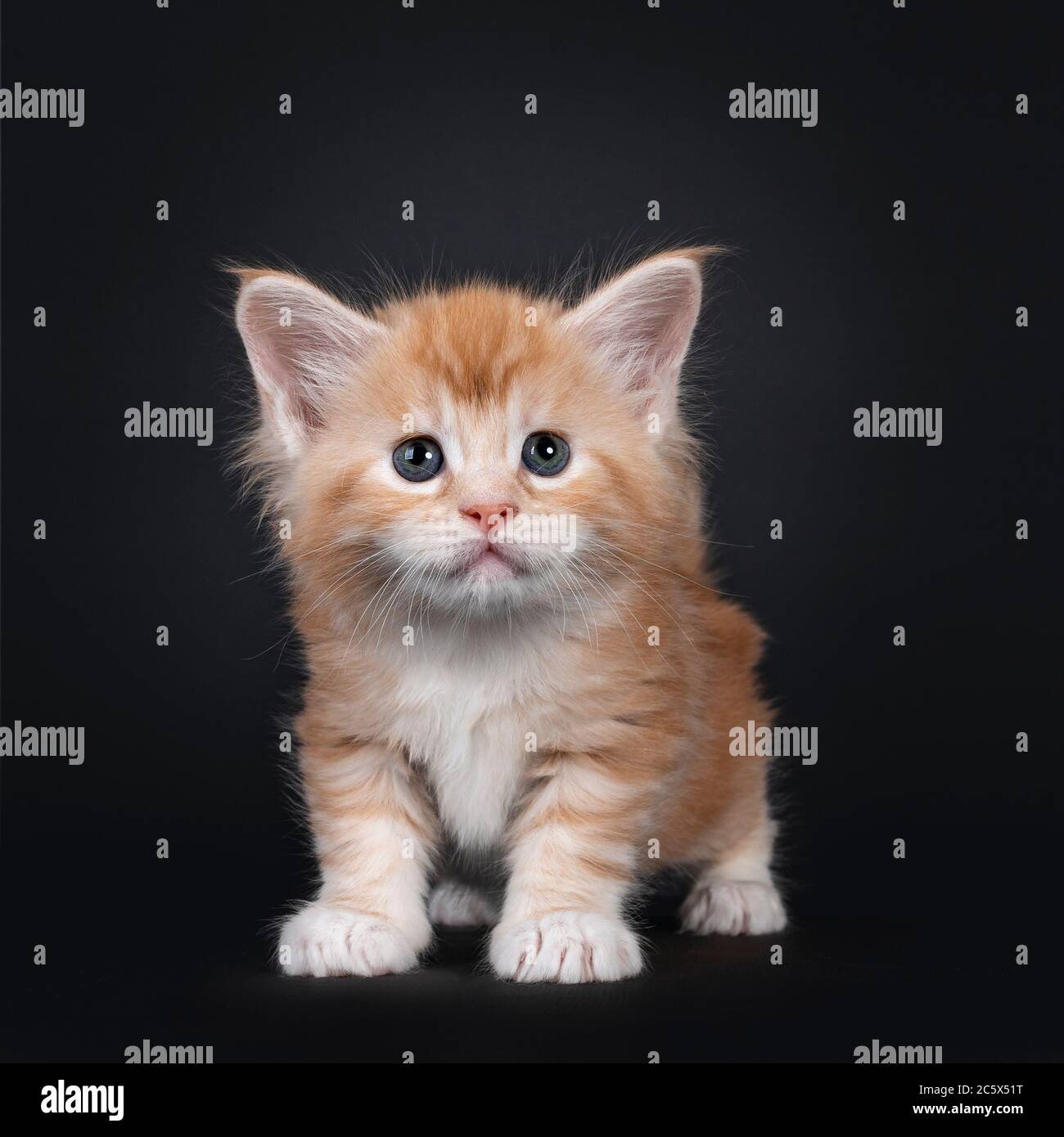 Cute five weeks old red silver Maine Coon cat kitten, standing facing front. Looking up towards