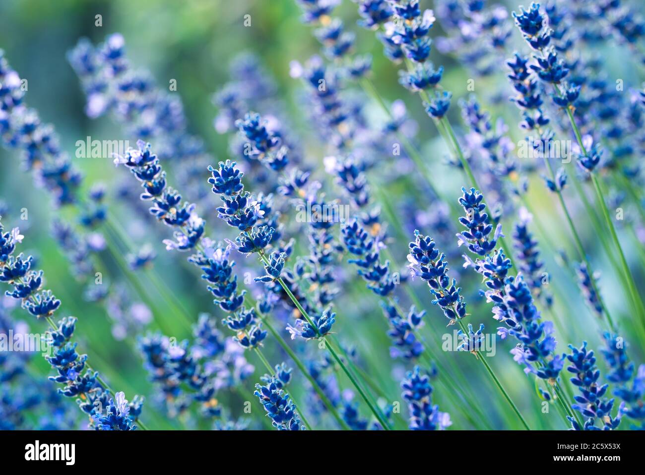 Beautiful lavender flowers in the garden. Stock photo. Stock Photo