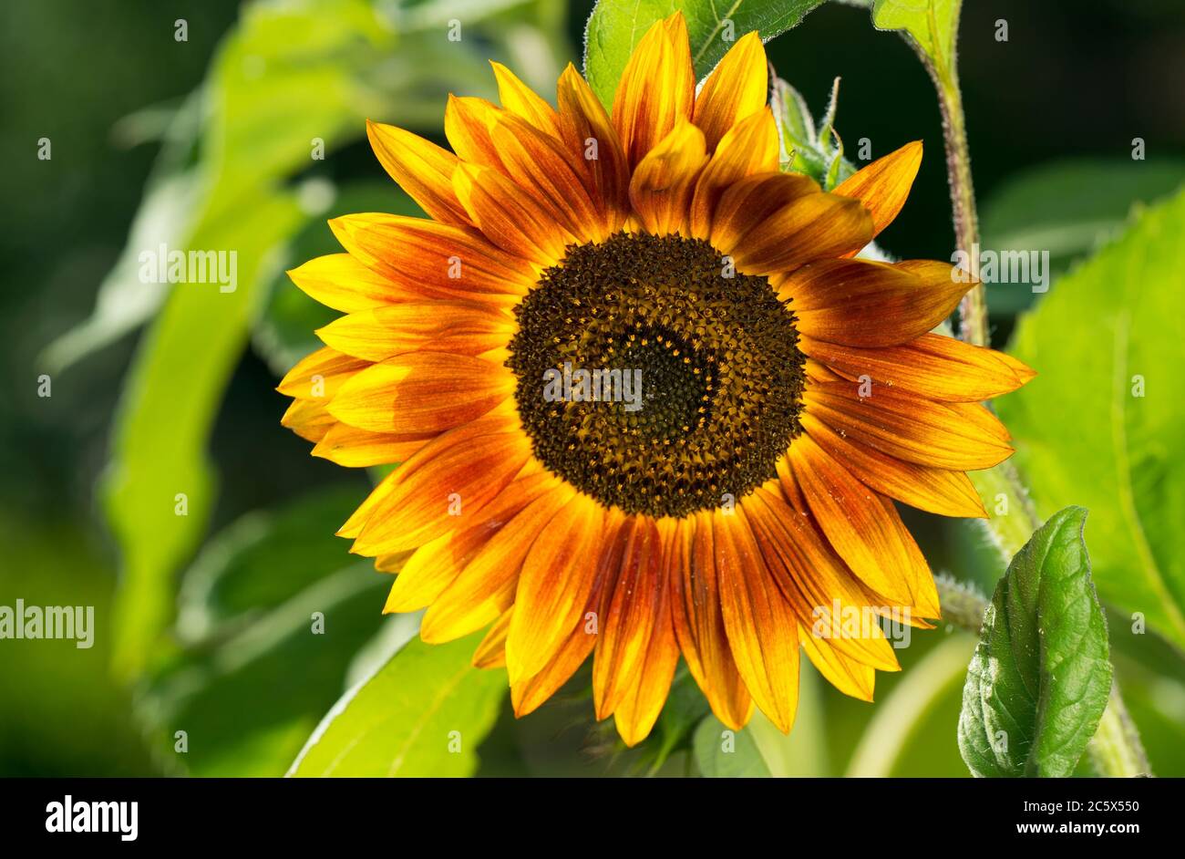 Ripe sunflower in brown color. Flower in the garden in Europe. Stock Photo