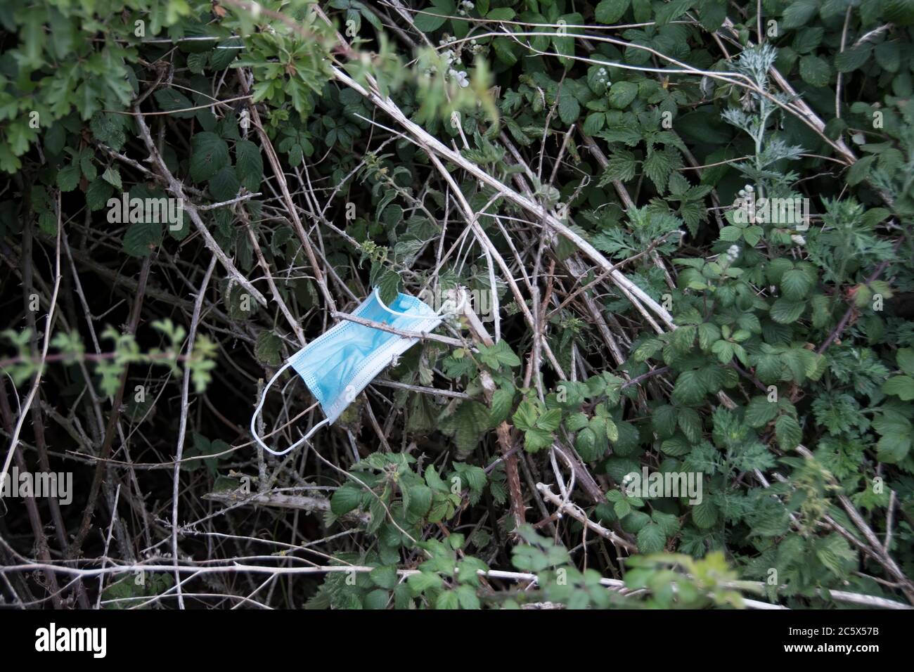 The new litter - a discarded face mask thrown out on a roadside verge. Stock Photo