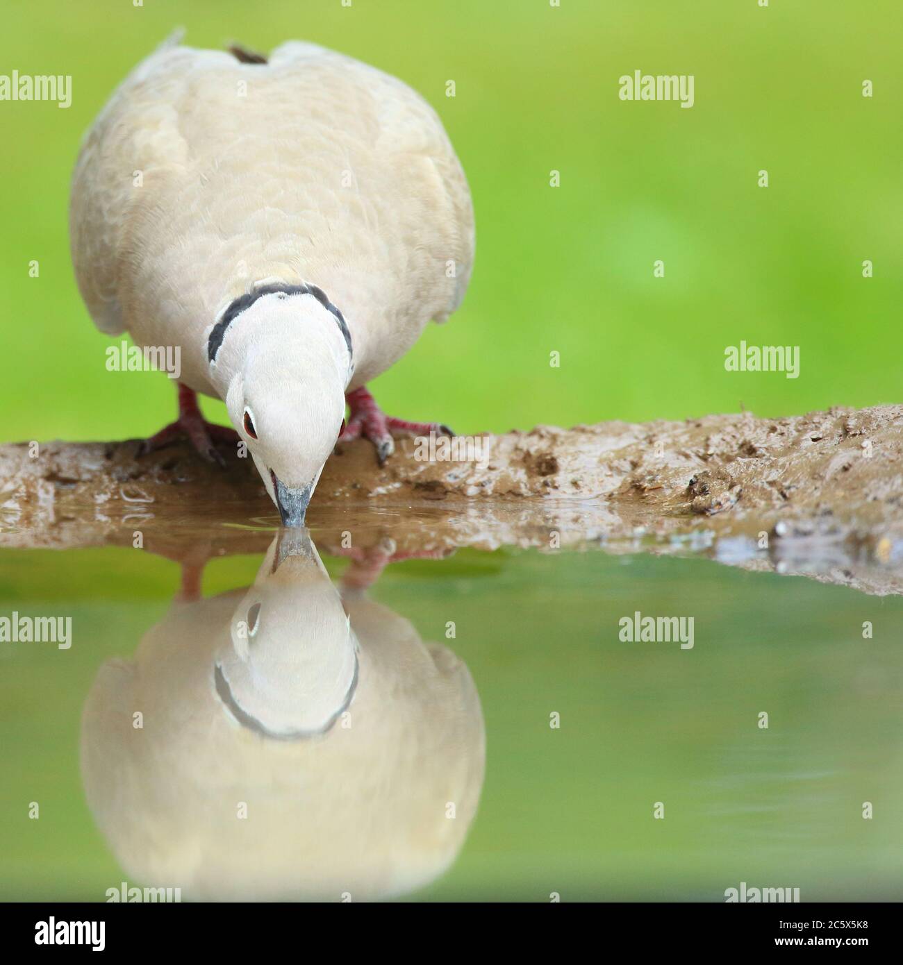 Reflection pool bird hi-res stock photography and images - Alamy