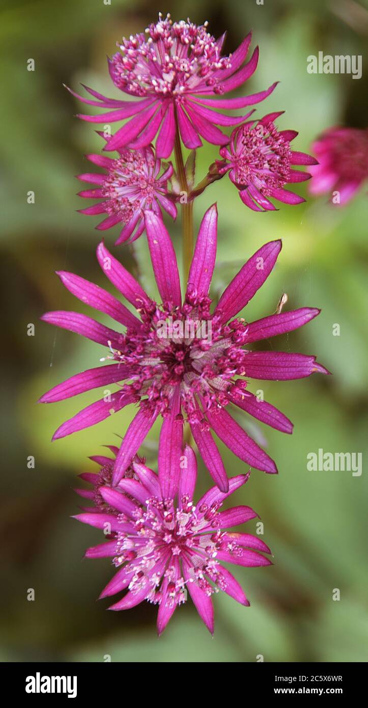 Astrantia 'Ruby Wedding' Stock Photo