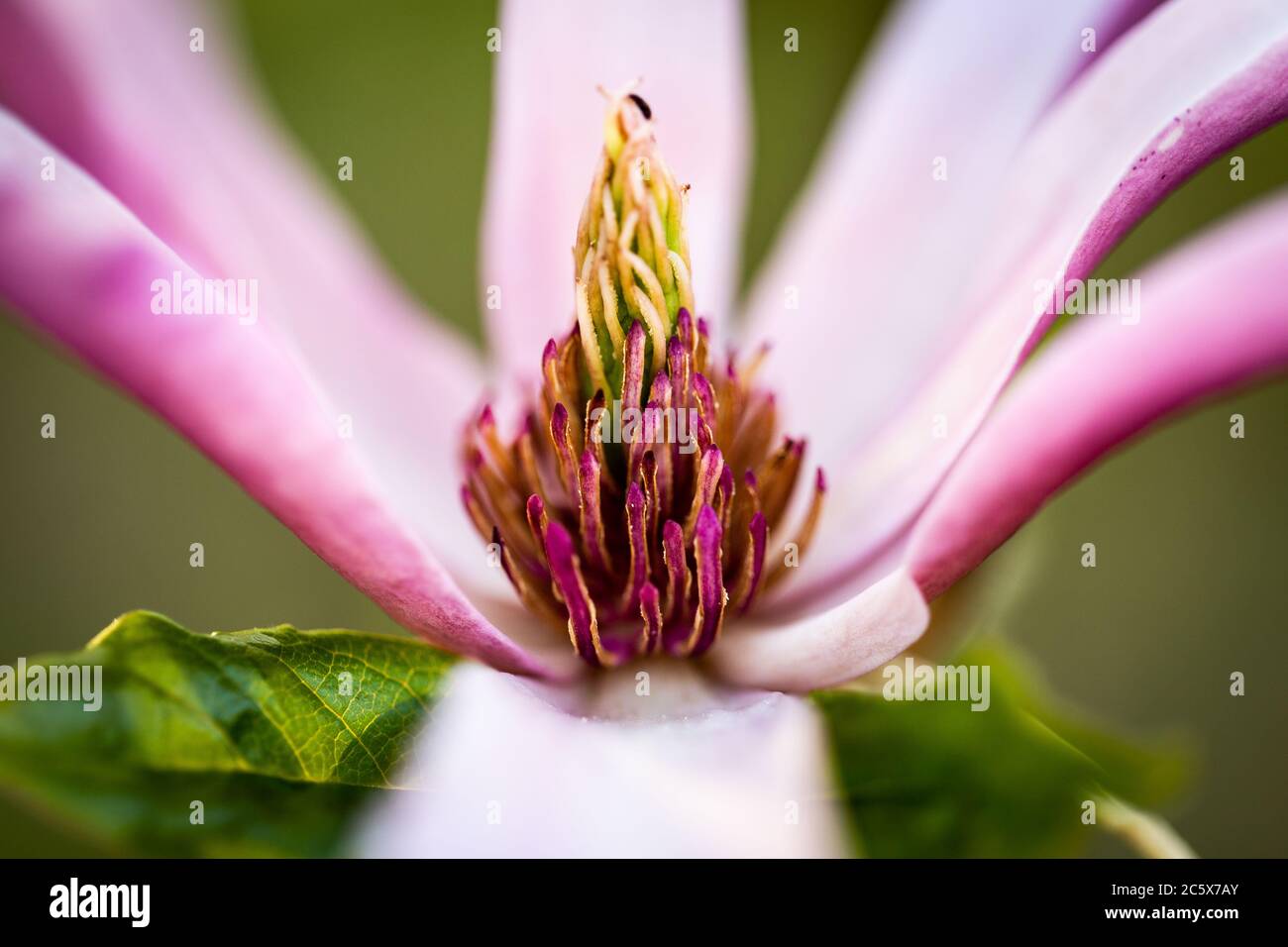The Tepals of the magnolia flower Stock Photo