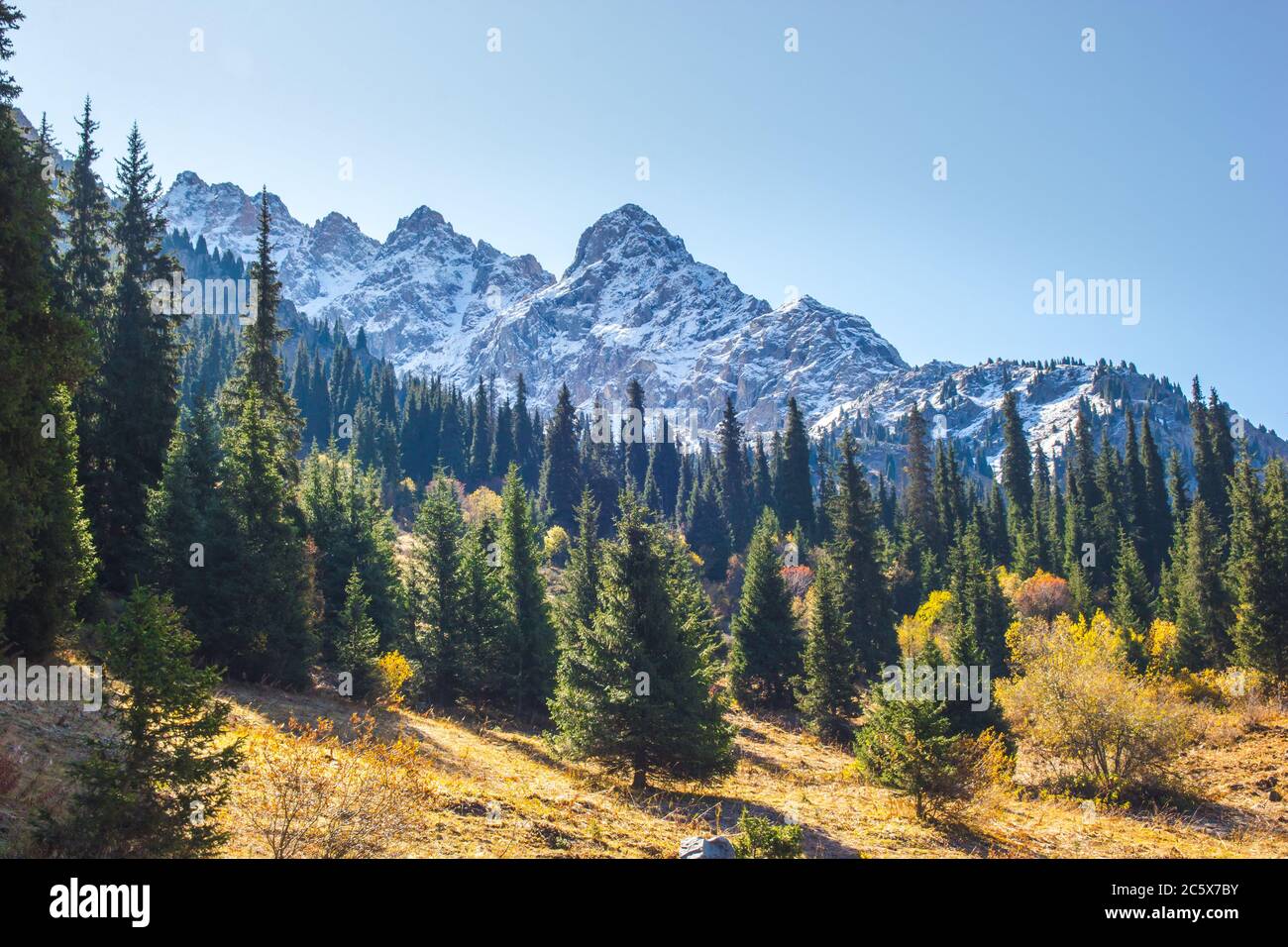 Beautiful autumn scenic panorama of sunlight Tien Shan mountains at early morning. Spruce forest on mountain snow peaks background. Stock Photo