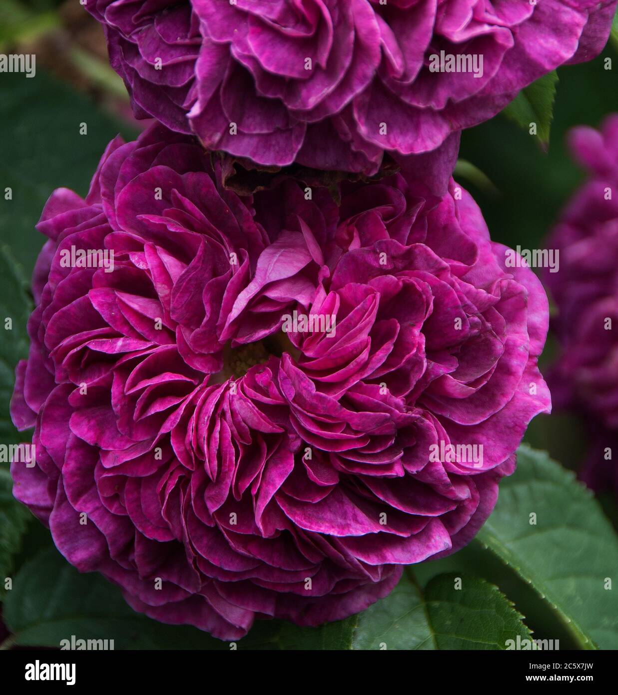 Rosa ‘Charles de Mills.‘ Unique colouring and form combining a mixture of very double, quartered, purples and deep red flowers. Interesting mid-green Stock Photo