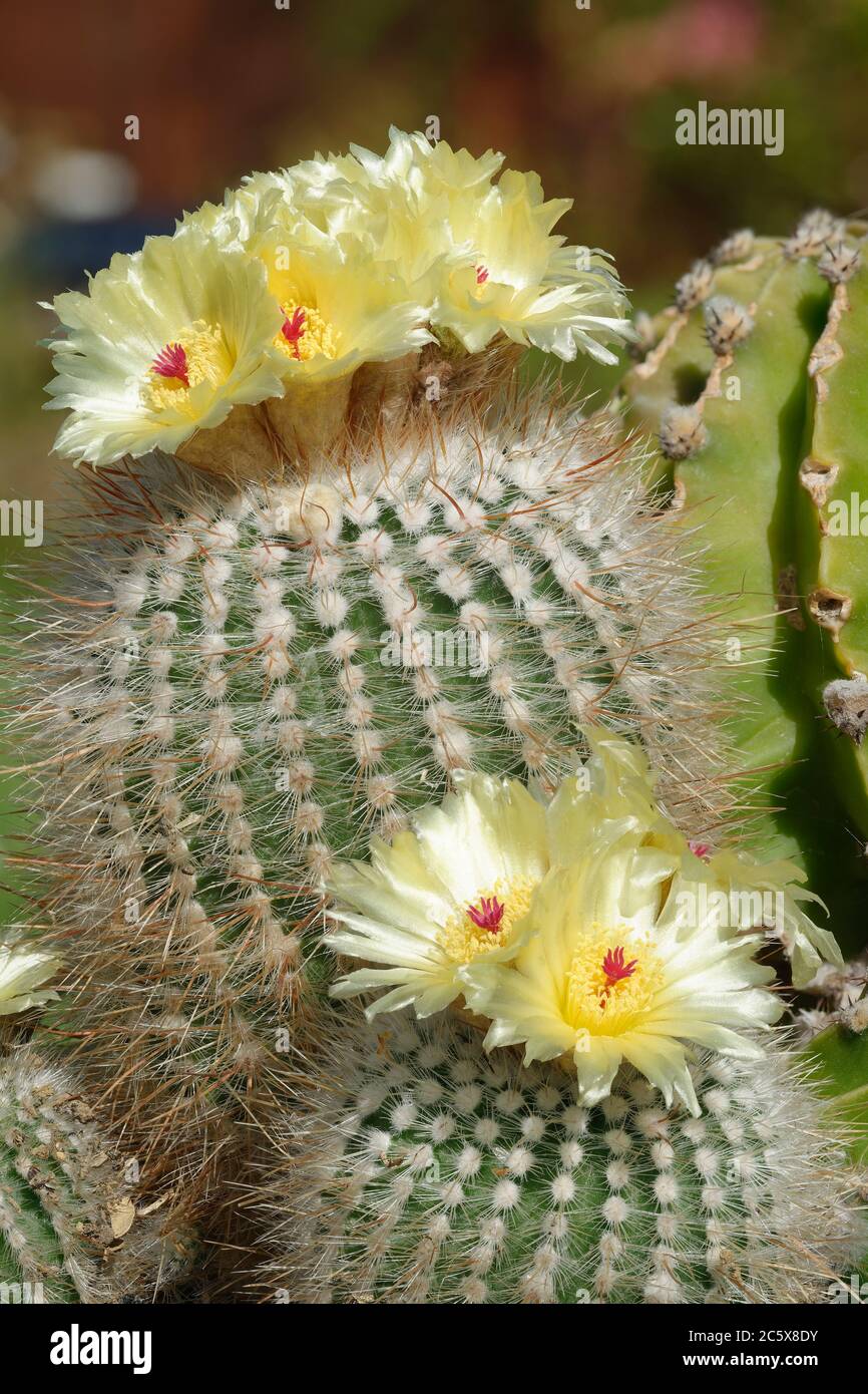 Toms 2025 cactus flower