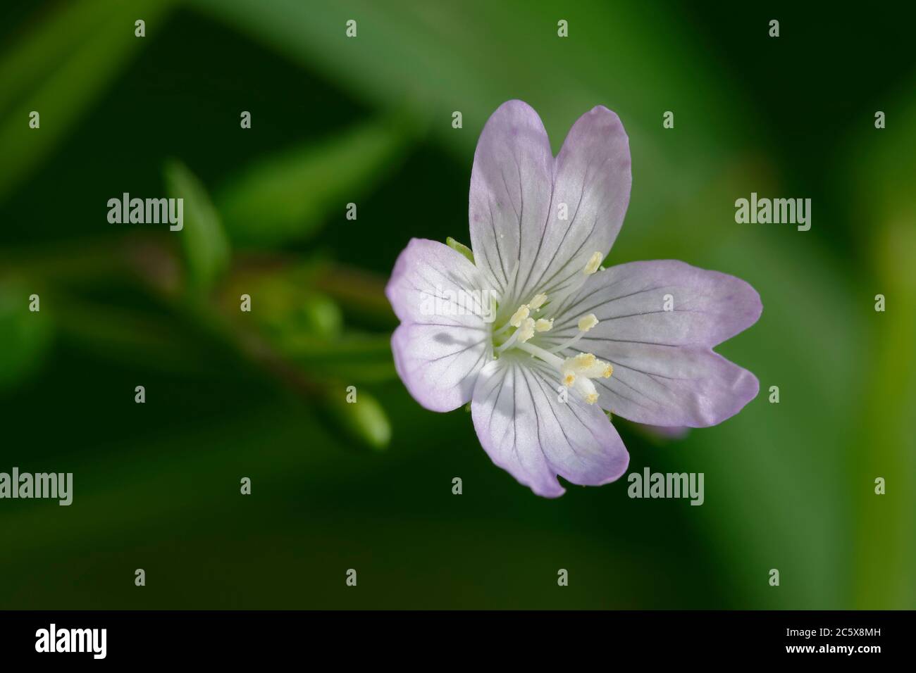 Broad-leaved Willowherb - Epilobium montanum, closeup of flower showing 4-lobed stigma Stock Photo