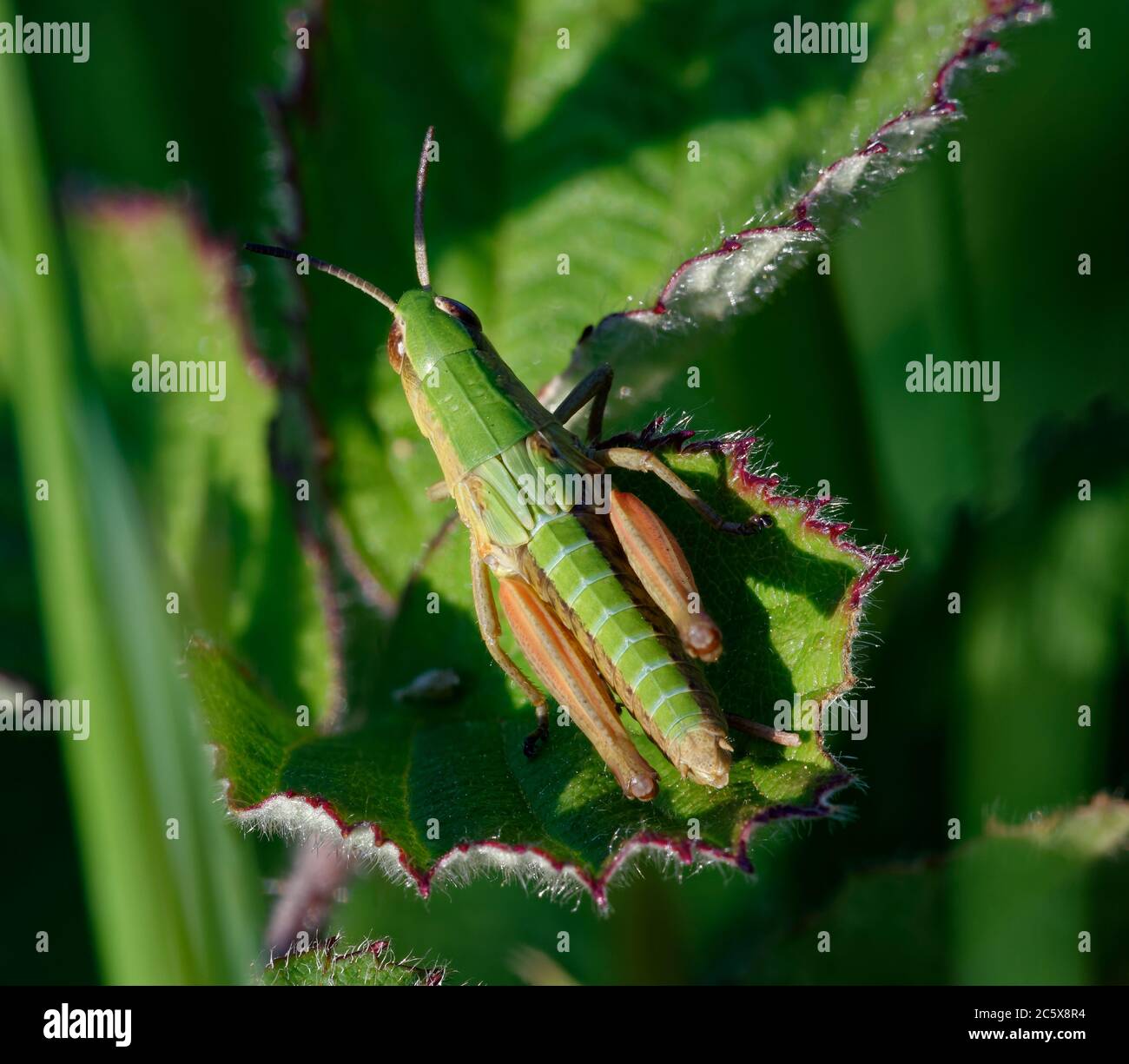 Meadow Grasshopper - Chorthippus parallelus, nymph on Bramble leaf Stock Photo